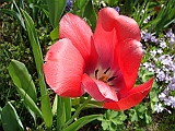 50 Nancy's Garden [2009 May 10]